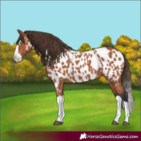 Horse Color:Bay Splash Near Leopard
