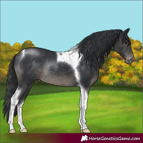 Horse Color:Black Tobiano Appaloosa Rabicano
