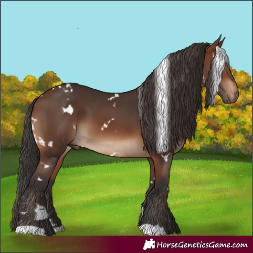 Horse Color:White Spotted Brown 