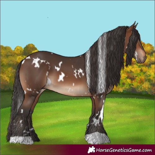 Horse Color:White Spotted Brown 