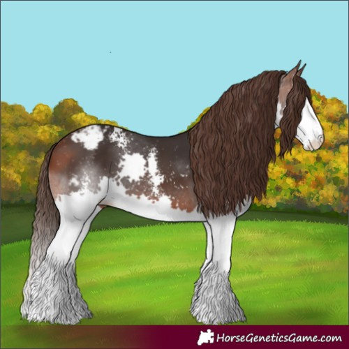 Horse Color:Brown Sabino Splash Appaloosa