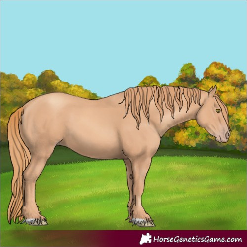 Horse Color:Gold Champagne 