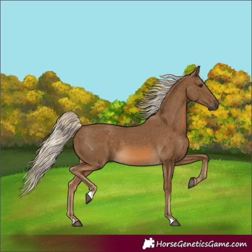 Horse Color:Chocolate Palomino 
