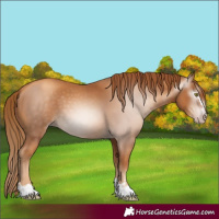 Horse Color:Gray Gold Champagne 