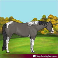 Horse Color:Grullo Splash Tobiano
