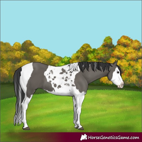 Horse Color:Grullo Splash Tobiano 