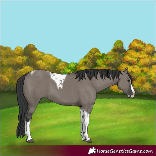Horse Color:Grullo Splash Tobiano 