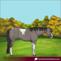 Horse Color:Grullo Splash Tobiano