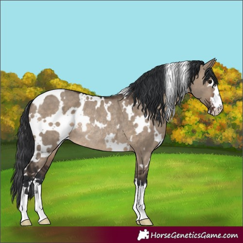 Horse Color:White Spotted Brown Dun Rabicano 