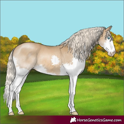 Horse Color:Chocolate Palomino Splash Rabicano 