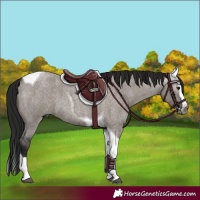 Horse Color:Gray Grullo Roan Splash Tobiano 