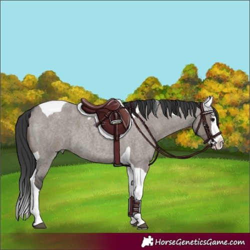 Horse Color:Grullo Roan Splash Tobiano