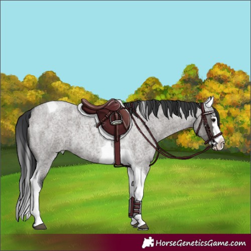 Horse Color:Grullo Roan Splash Tobiano