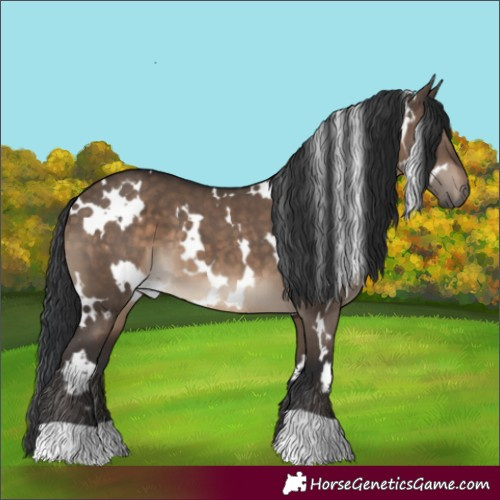 Horse Color:White Spotted Brown Dun 
