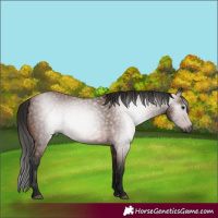 Horse Color:Gray Bay
