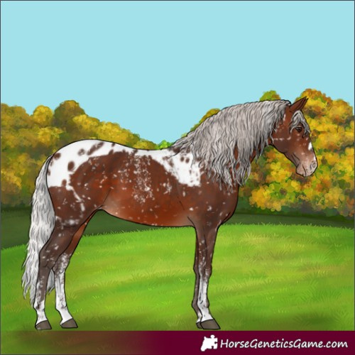 Horse Color:Powder White Silver Brown Skewed Appaloosa 