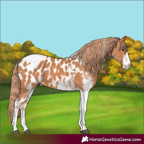 Horse Color:White Spotted Chestnut Tobiano Appaloosa