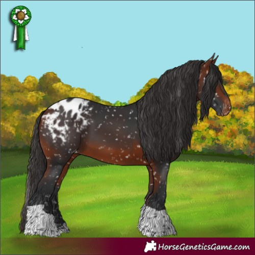 Horse Color:Bay Tobiano Appaloosa