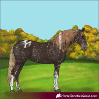 Horse Color:White Spotted Liver Chestnut Tobiano Blanket Rabicano 