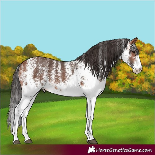 Horse Color:White Spotted Bay 