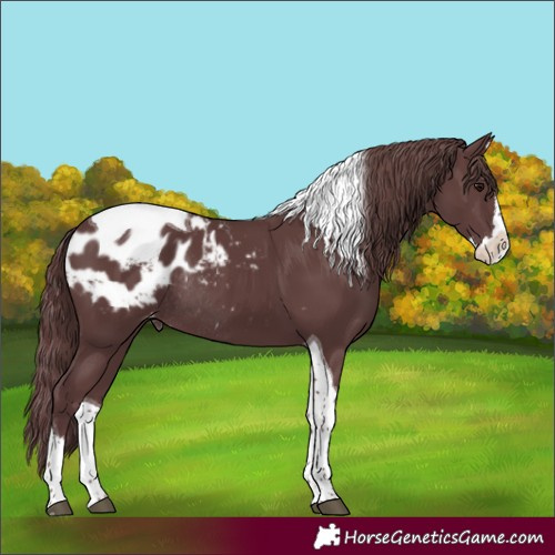 Horse Color:Chocolate Black Splash Tobiano Appaloosa Rabicano 