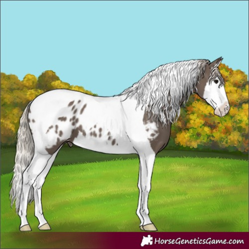Horse Color:Silver Black Splash Tobiano Blanket 