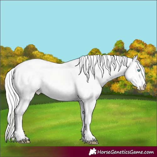 Horse Color:Cremello Dun Appaloosa 