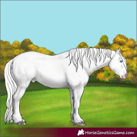 Horse Color:Cremello Dun Appaloosa 