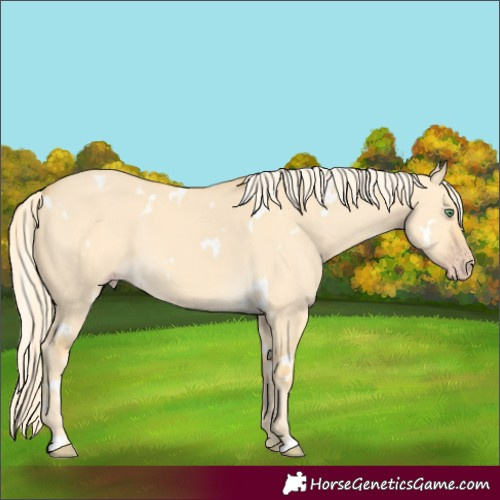 Horse Color:White Spotted Gold Cream Champagne Dun 