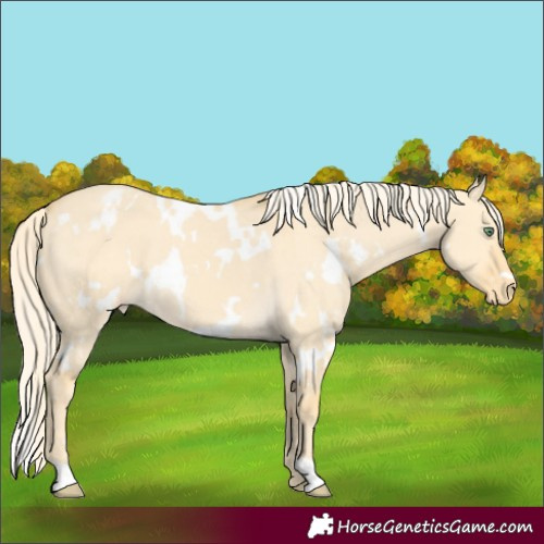 Horse Color:White Spotted Gold Cream Champagne Dun Appaloosa