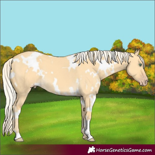 Horse Color:White Spotted Gold Cream Champagne Dun 