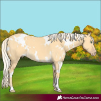 Horse Color:White Spotted Gold Cream Champagne Dun