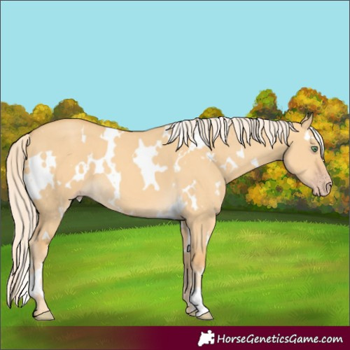 Horse Color:White Spotted Gold Cream Champagne Dun 