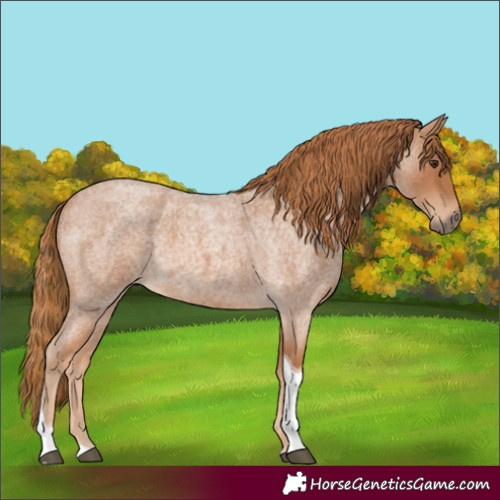 Horse Color:Red Roan Tobiano 