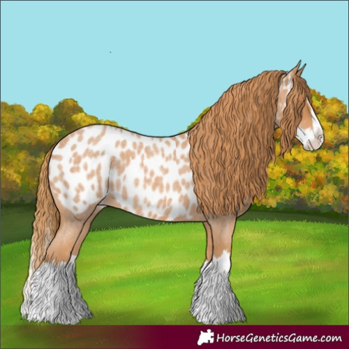 Horse Color:Red Roan Splash Appaloosa