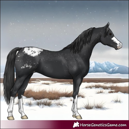 Horse Color:Black Appaloosa 