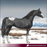 Horse Color:Black Appaloosa 