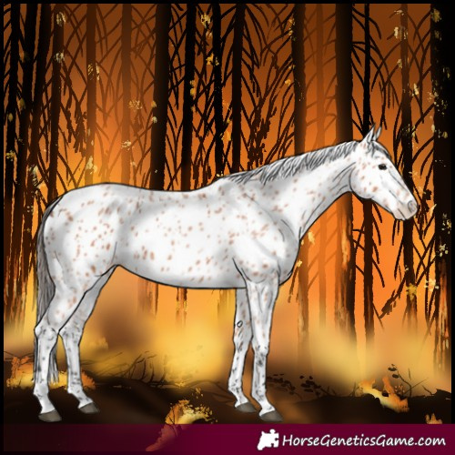 Horse Color:Bay Roan Leopard