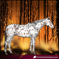 Horse Color:Bay Leopard 