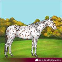 Horse Color:Bay Leopard