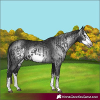 Horse Color:Black Splash Frame  and Gray Black Splash Frame 