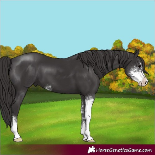 Horse Color:Smoky Black Sabino