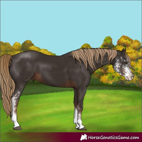 Horse Color:Liver Chestnut Sabino
