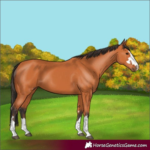 Horse Color:Bay 