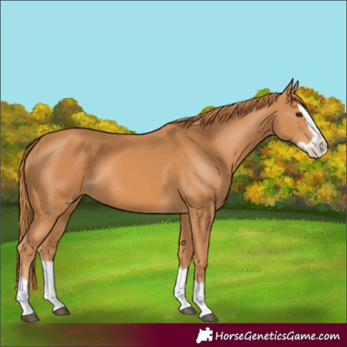 Horse Color:Chestnut Splash 