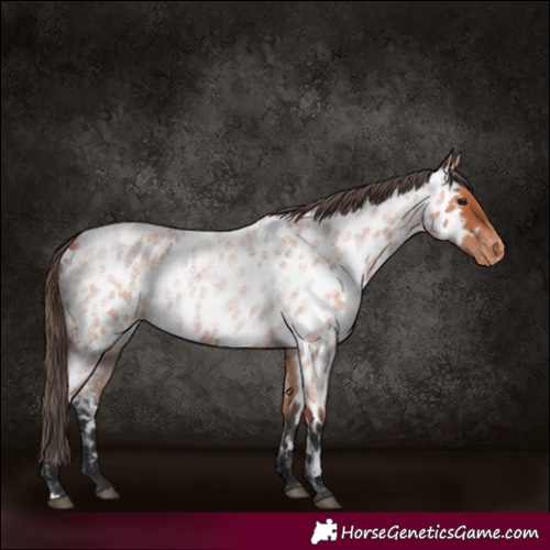 Horse Color:Bay Roan Appaloosa 