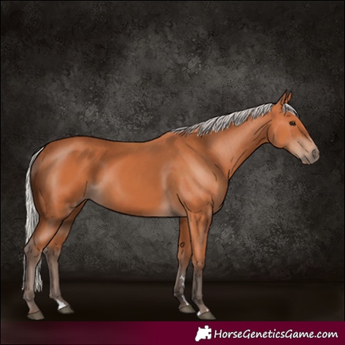 Horse Color:Silver Bay 
