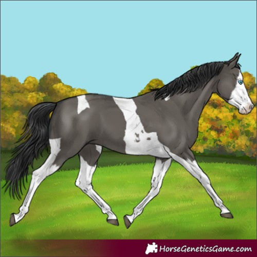 Horse Color:Grullo Splash Tobiano
