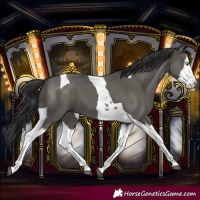 Horse Color:Grullo Splash Tobiano 