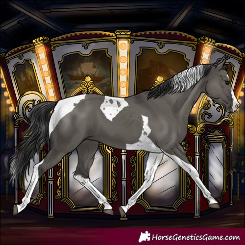 Horse Color:Grullo Splash Tobiano